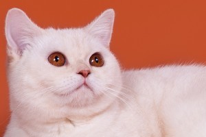 Затушеванный камео окрас британских кошек. Фото окрас камео британских кошек, котов, котят. Затушеванный камео окрас: стандарт окраса. 